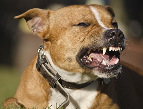 Dog Bite Accidents Image